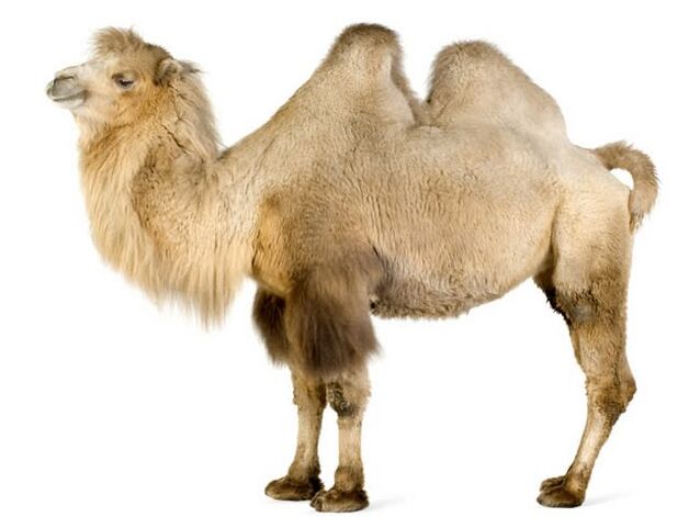 camel and his stomach to increase power
