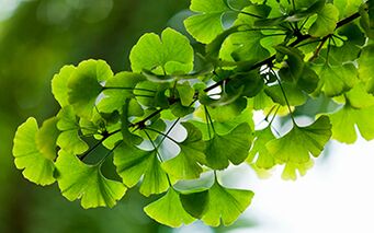 Ginkgo Biloba heals the male body by improving blood flow in the pelvic organs