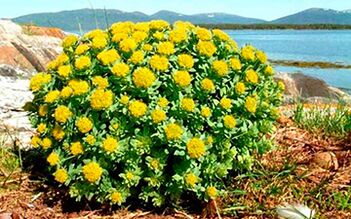 Rhodiola rosea for the preparation of decoctions and tinctures that increase its potency